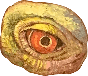 Metra Mitchell monster eye