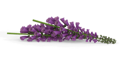 Metra Mitchell purple flowers