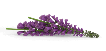 Metra Mitchell purple flowers